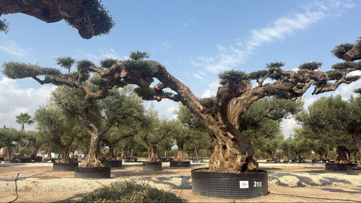 G - OL EU Olea Europaea Pom Pom Farga - Netting