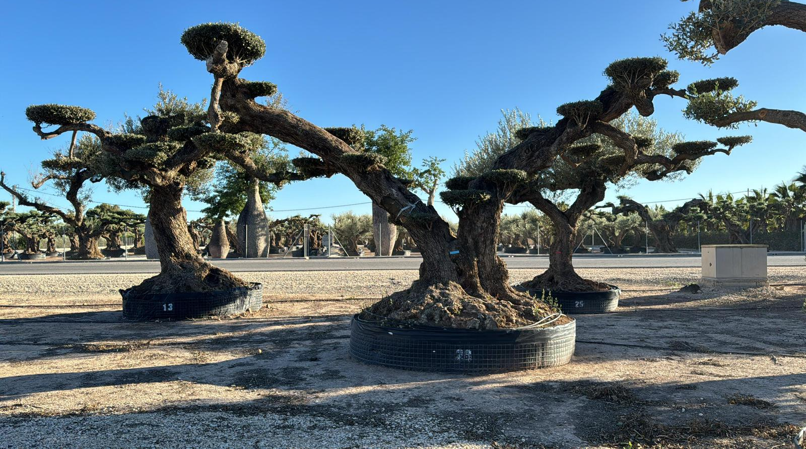 G - OL EU Olea Europaea Pom Pom Farga - Netting