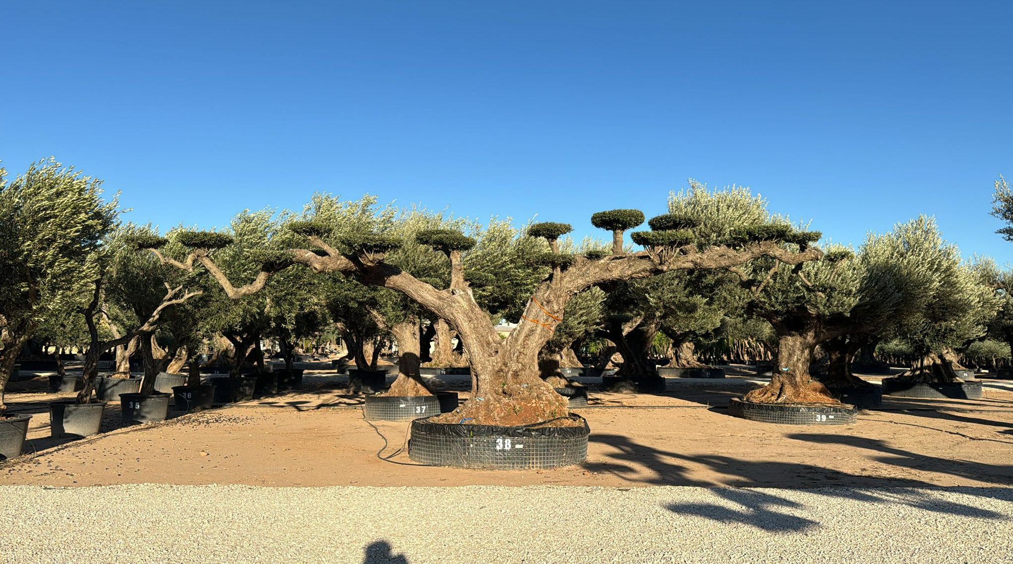 G - OL EU Olea Europaea Pom Pom Farga - Netting