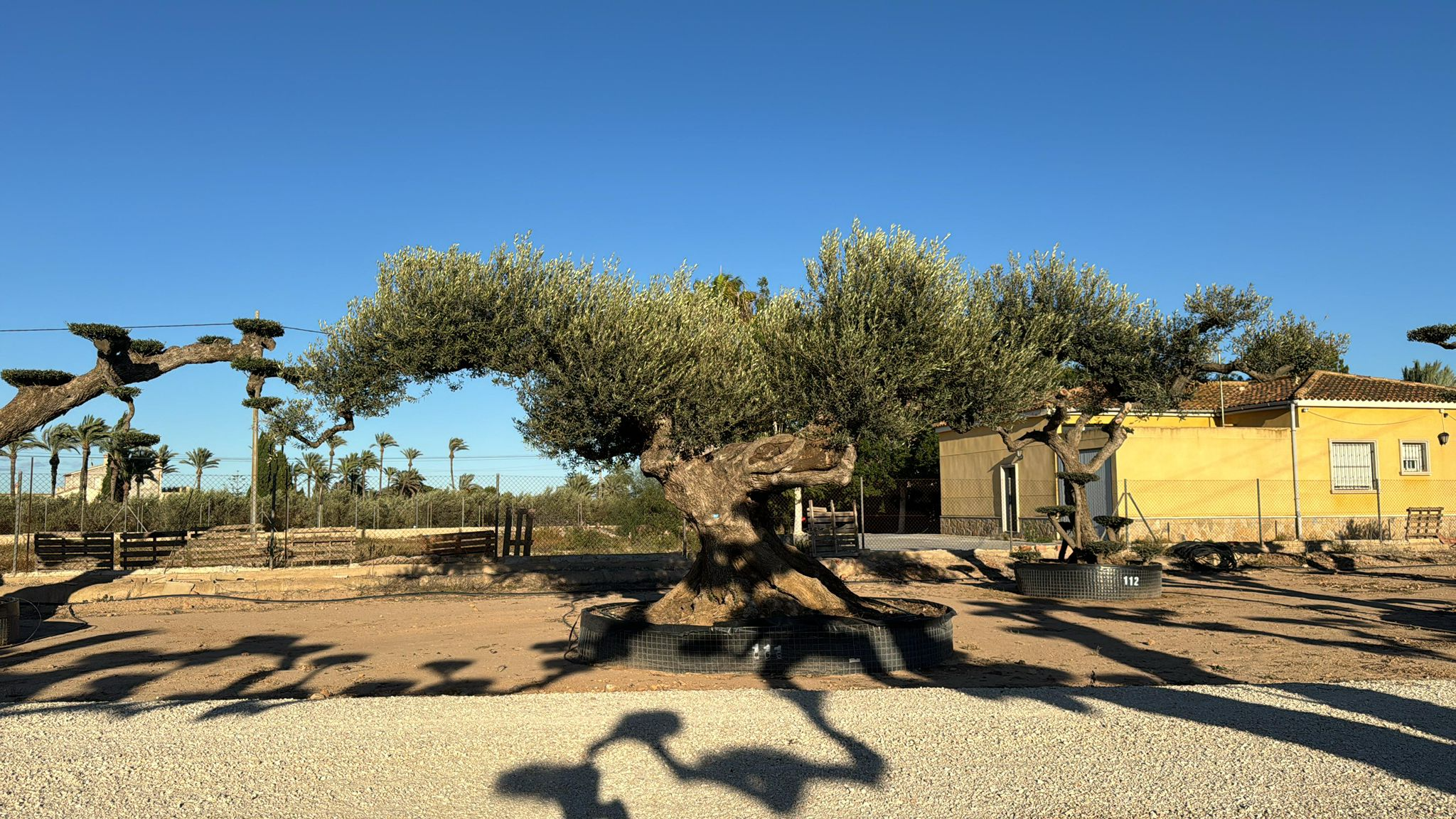 G - OL EU Olea Europaea Farga - Netting