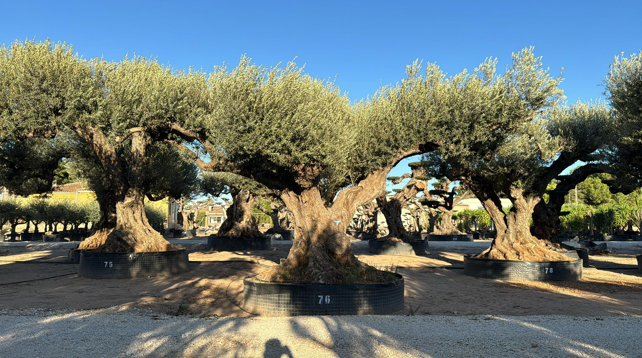 G - OL EU Olea Europaea Farga - Netting