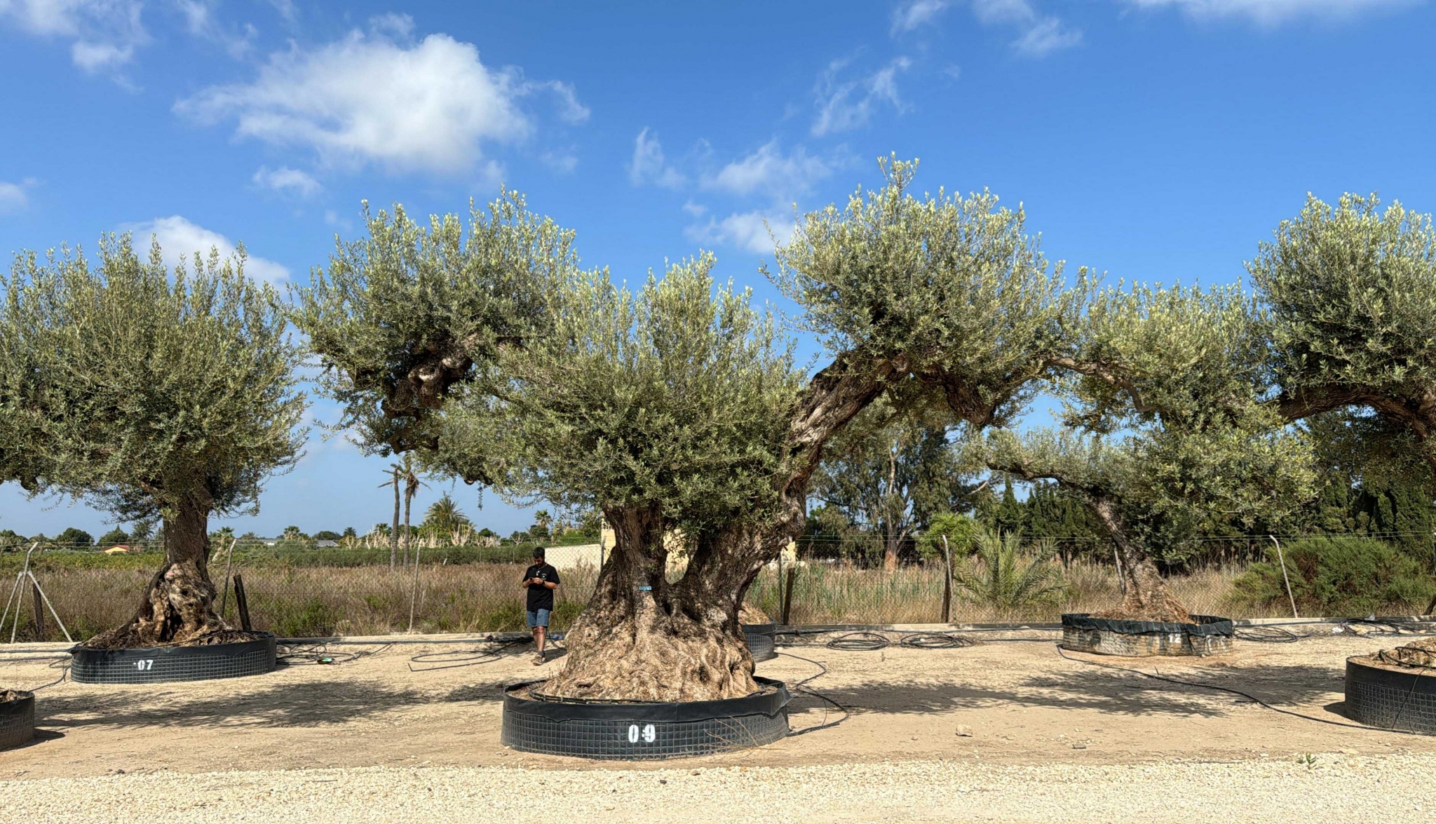 G - OL EU Olea Europaea Farga - Netting