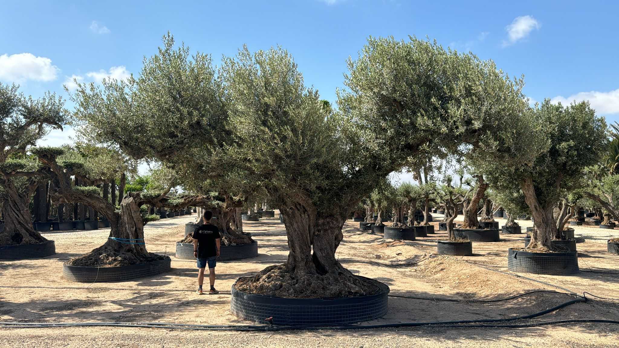 G - OL EU Olea Europaea Farga - Netting