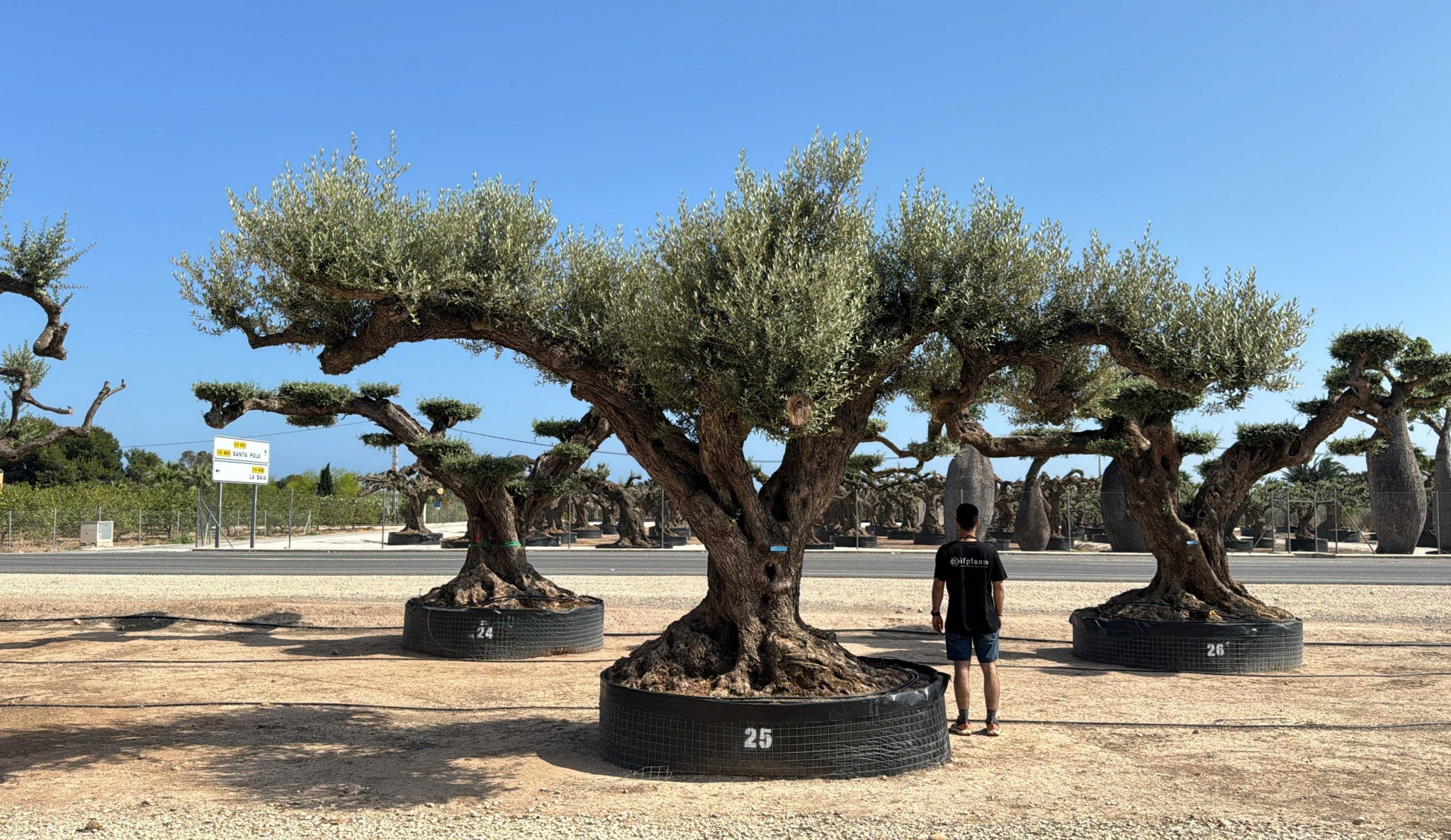 G - OL EU Olea Europaea Farga - Netting
