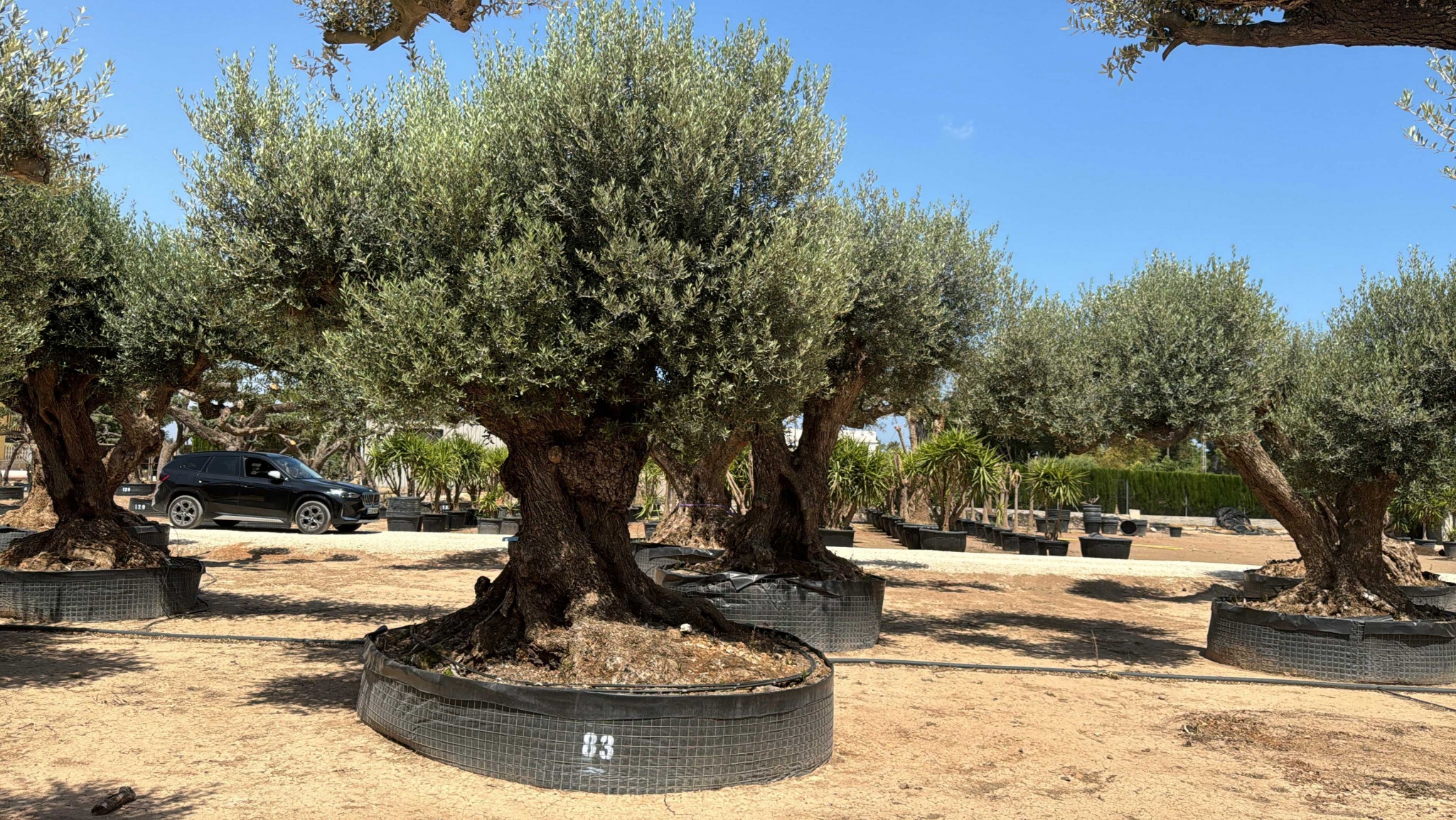 G - OL EU Olea Europaea Farga - Netting