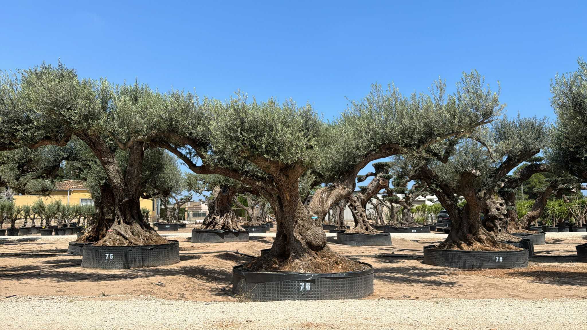 G - OL EU Olea Europaea Farga - Netting