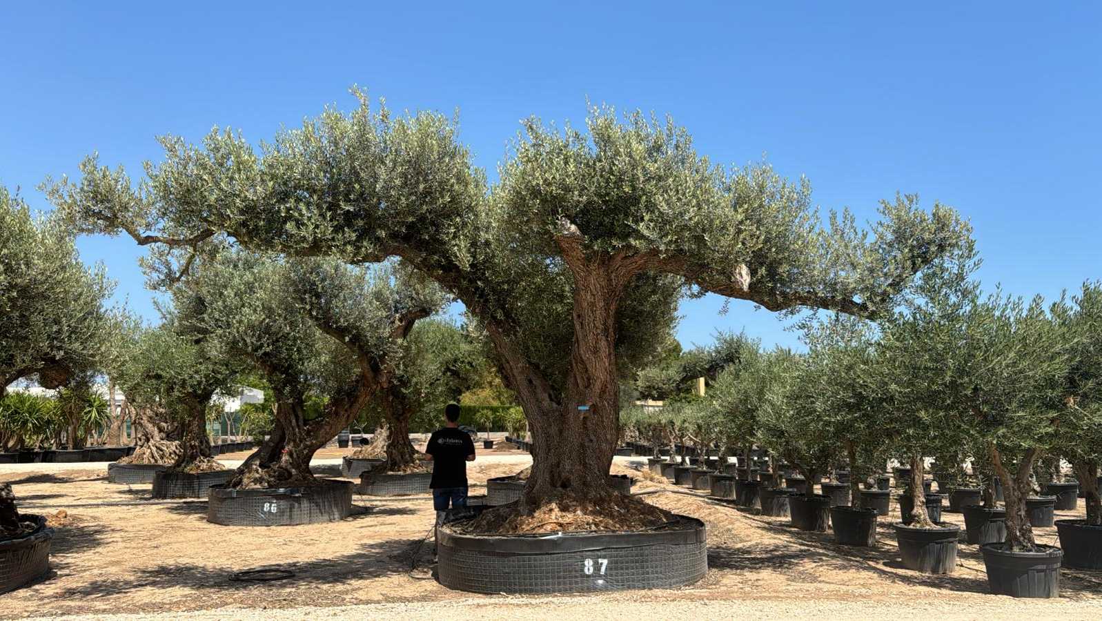 G - OL EU Olea Europaea Farga - Netting