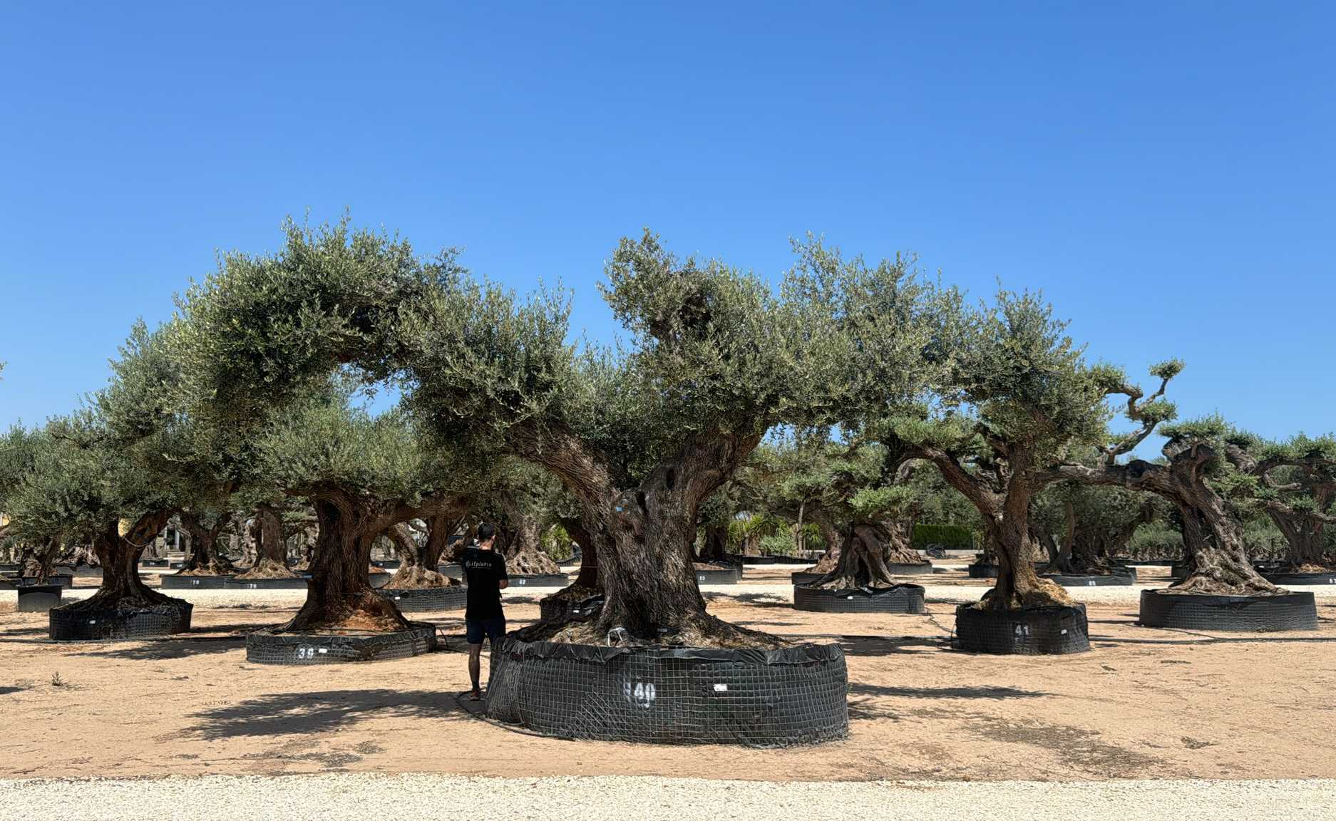 G - OL EU Olea Europaea Farga - Netting