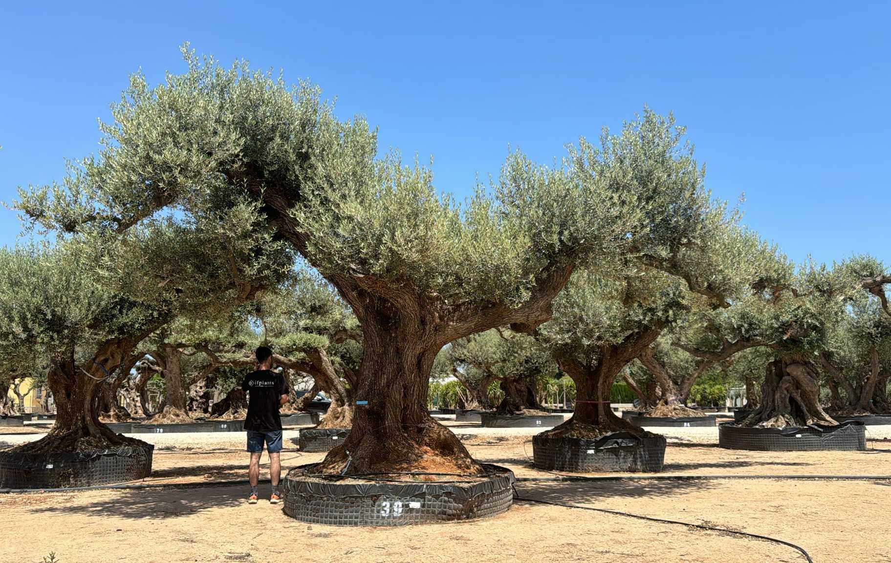 G - OL EU Olea Europaea Farga - Netting