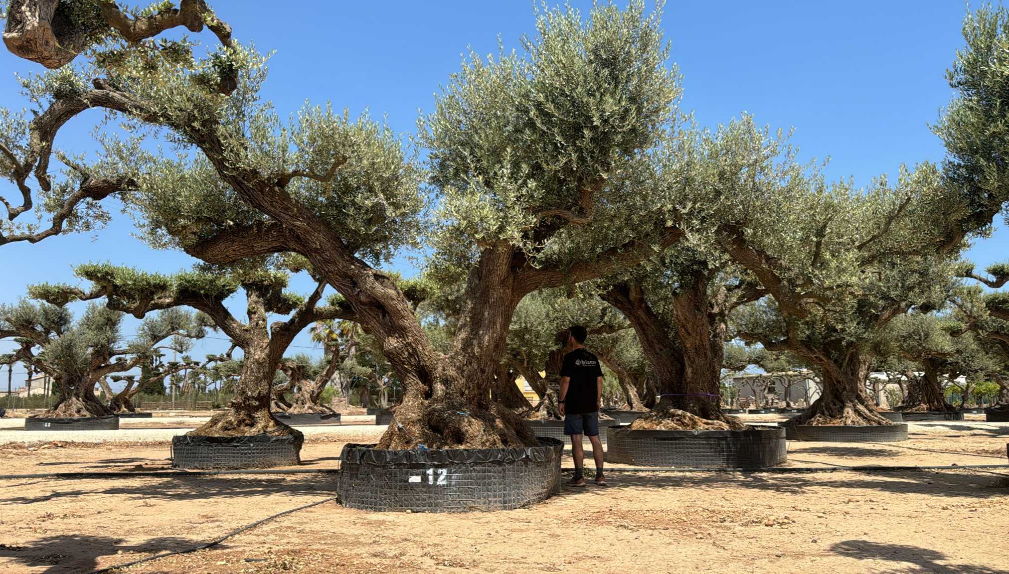 G - OL EU Olea Europaea Farga - Netting