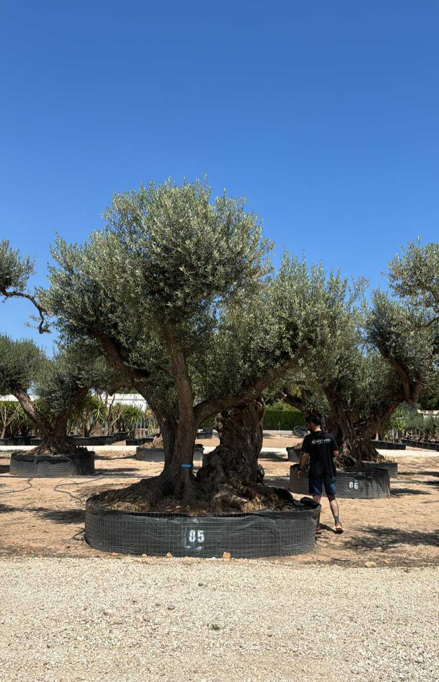 G - OL EU Olea Europaea Farga - Netting