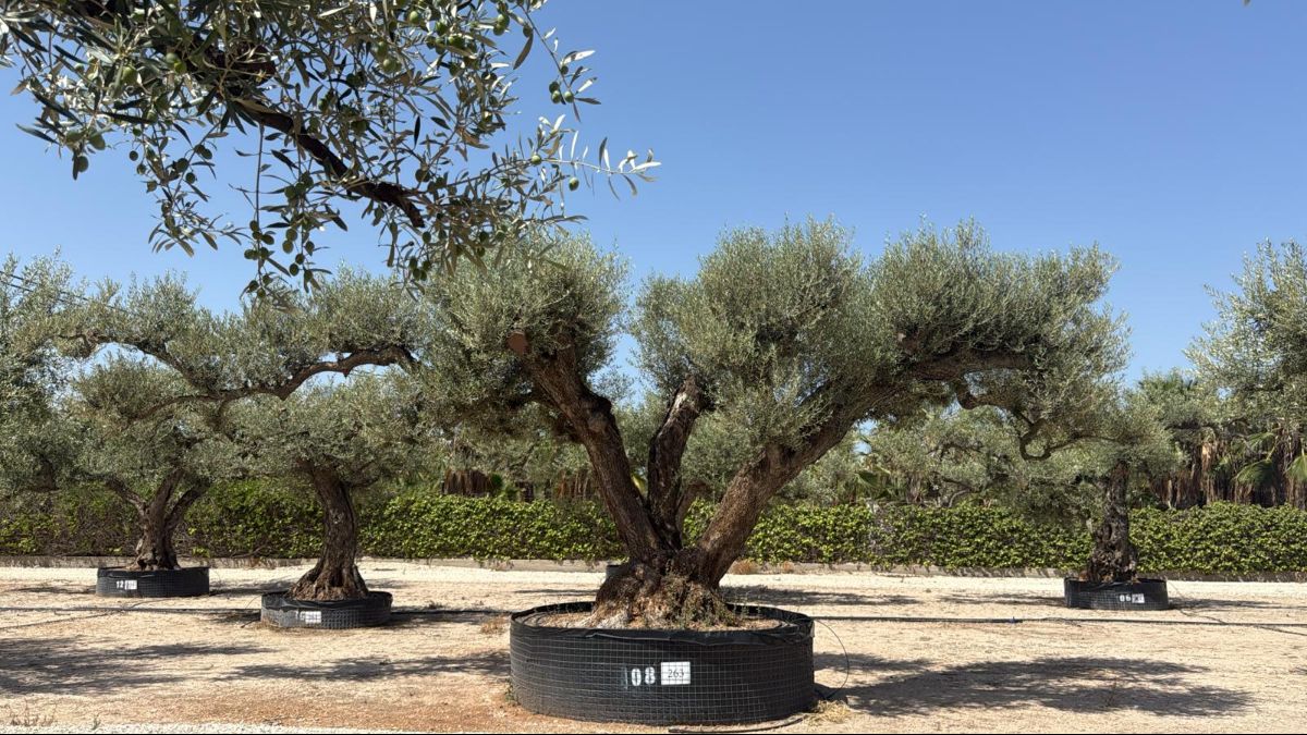 F - OL EU Olea Europaea Farga - Netting