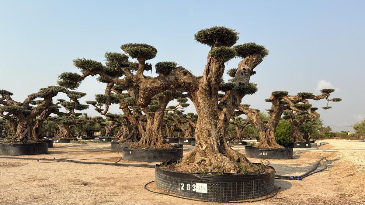 E - OL EU Olea Europaea Pom Pom Farga - Netting