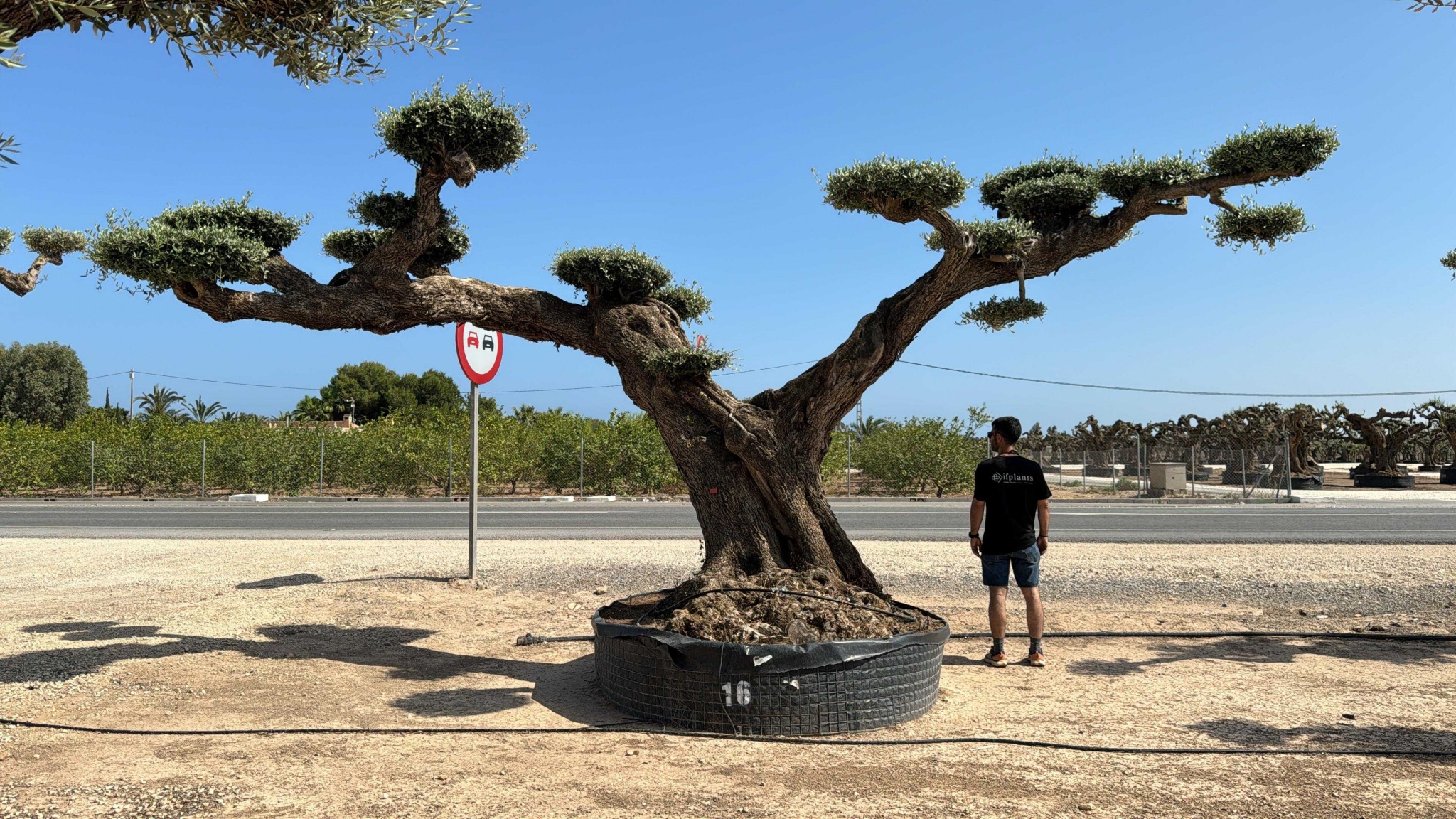 C - OL EU Olea Europaea Pom Pom Farga - Netting