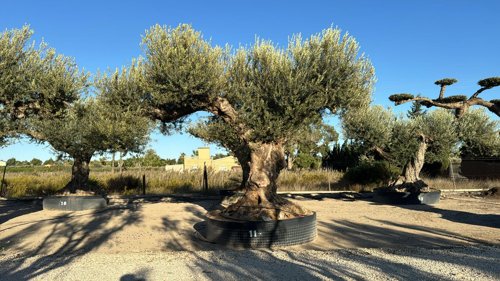C - OL EU Olea Europaea Farga - Netting