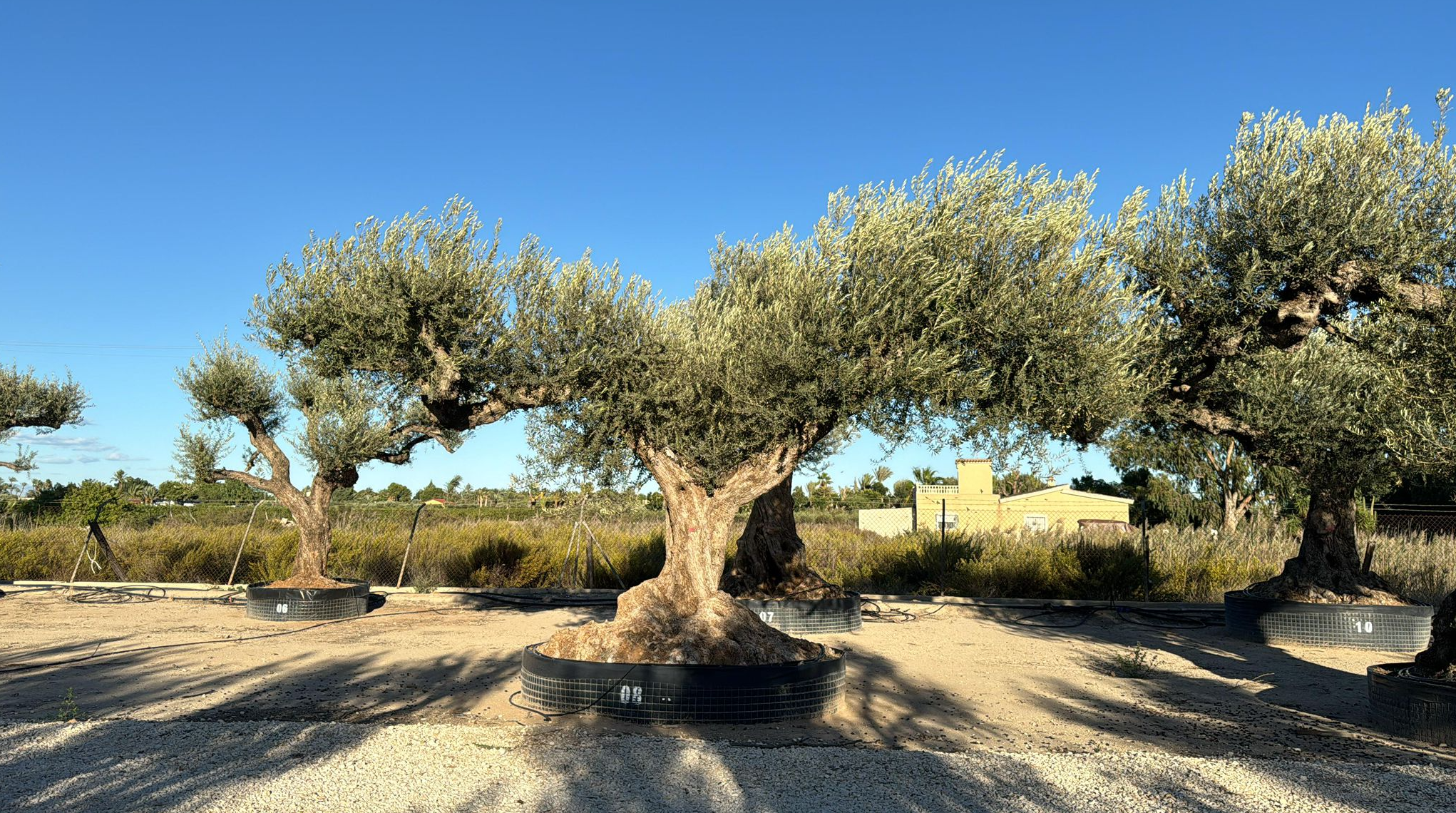 C - OL EU Olea Europaea Farga - Netting