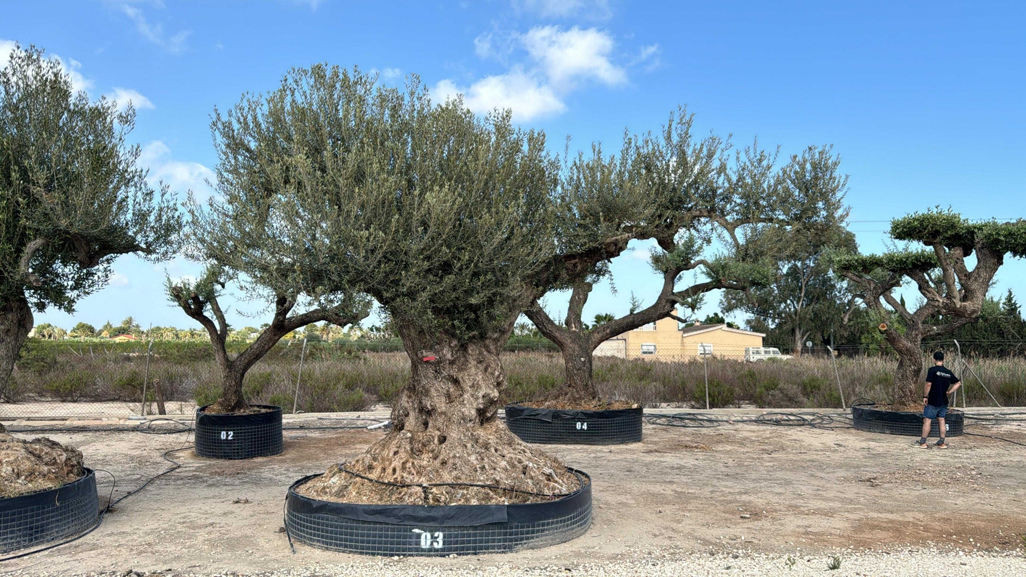 C - OL EU Olea Europaea Farga - Netting