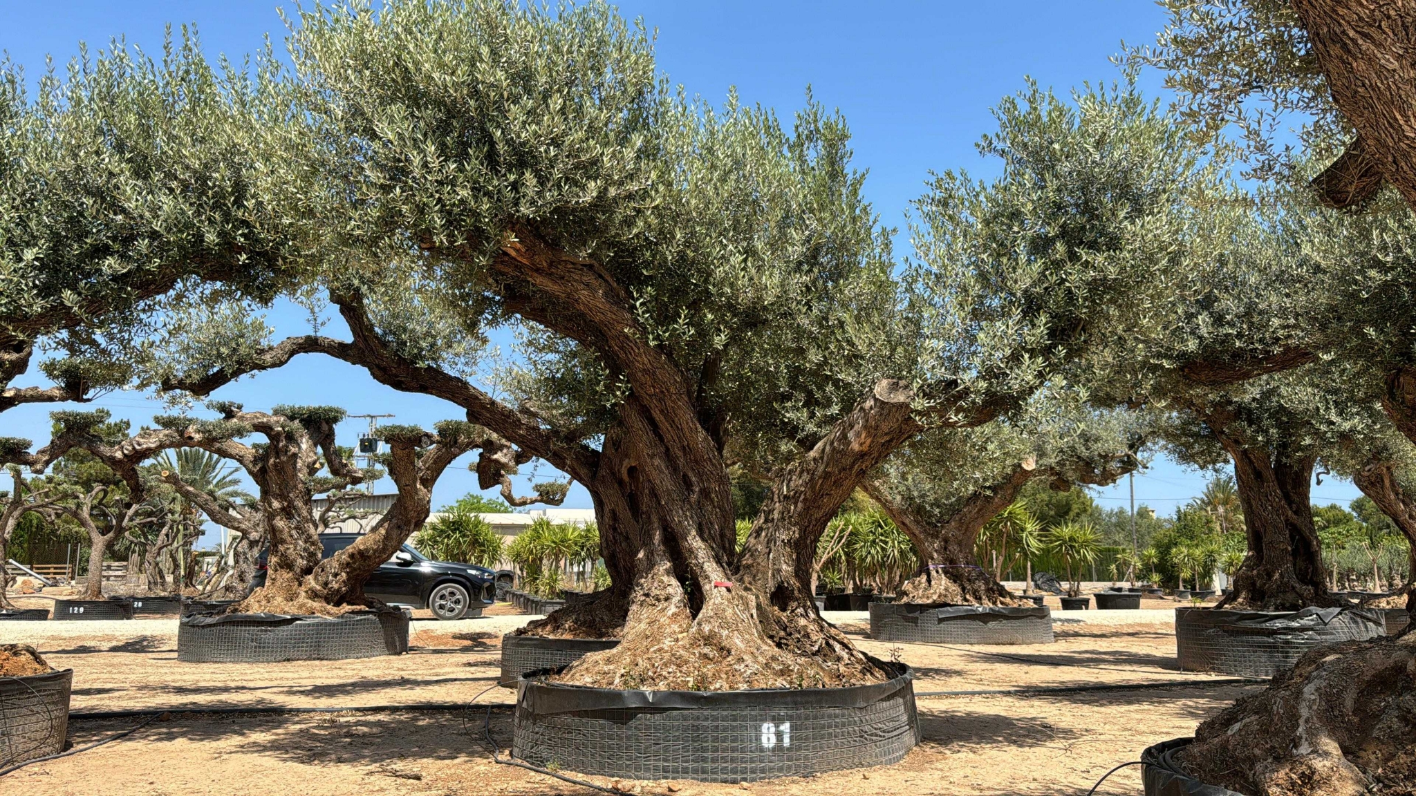 C - OL EU Olea Europaea Farga - Netting