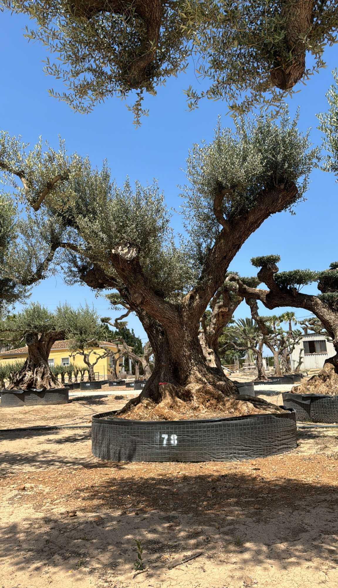 C - OL EU Olea Europaea Farga - Netting