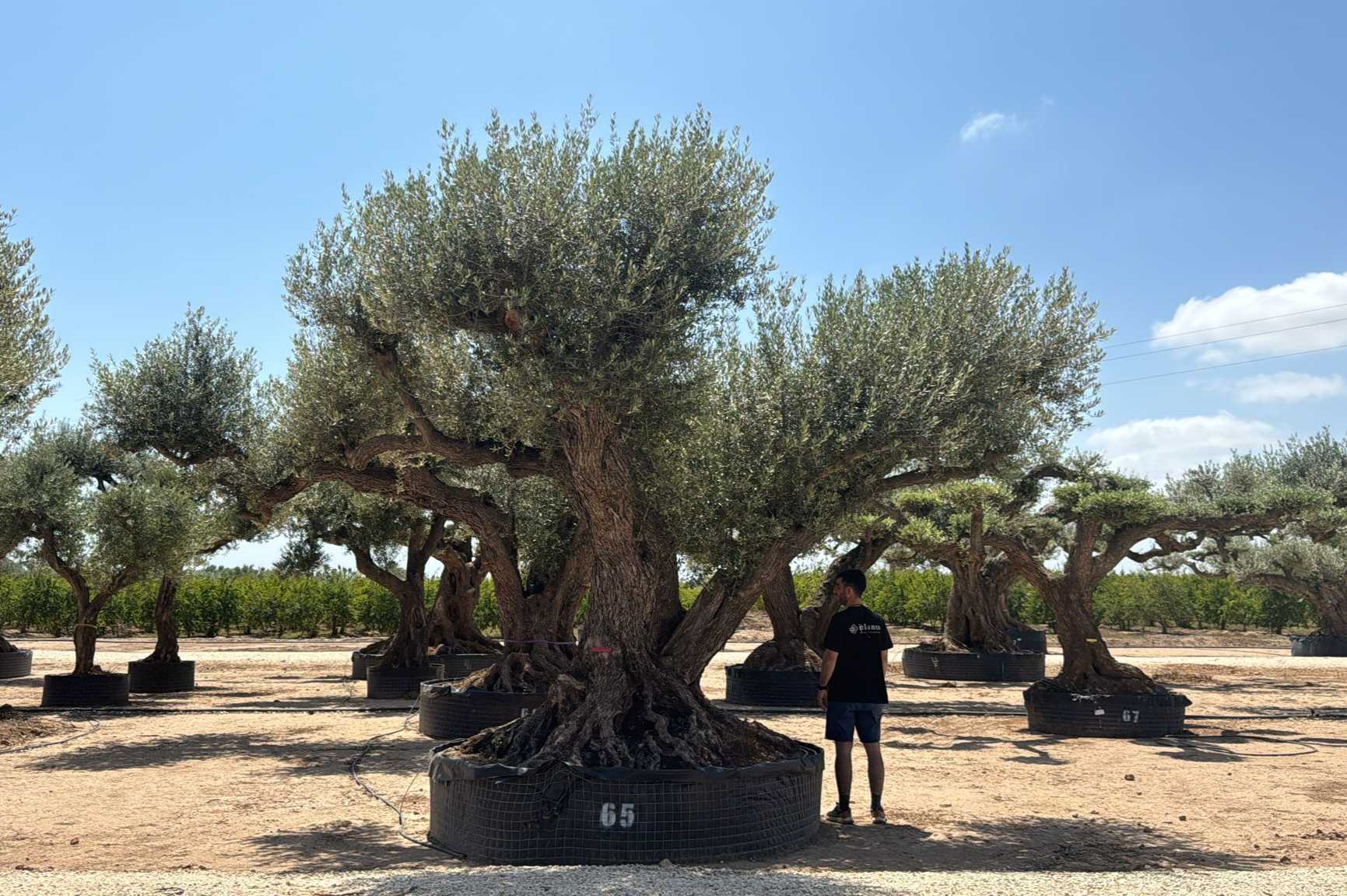 C - OL EU Olea Europaea Farga - Netting