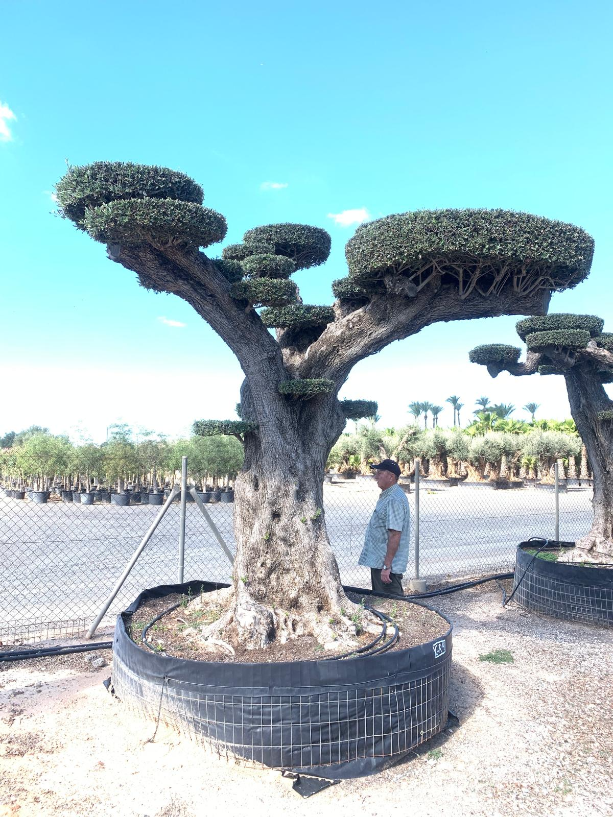 D - OL EU 42 Olea Europaea Topiary Clouds