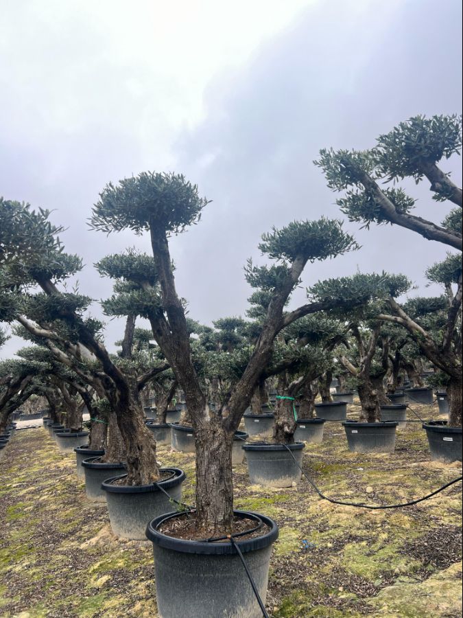 F - OL EU Olea Europaea Pom Pom Old Skin - 170L