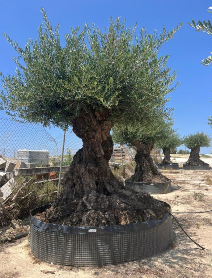 D - OL EU Olea Europaea Lechin - 250/300 - Netting 