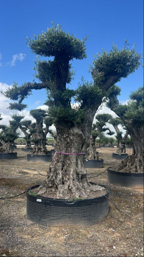 L - OL EU Olea Europaea Pom Pom Lechin - 150/200 - Netting