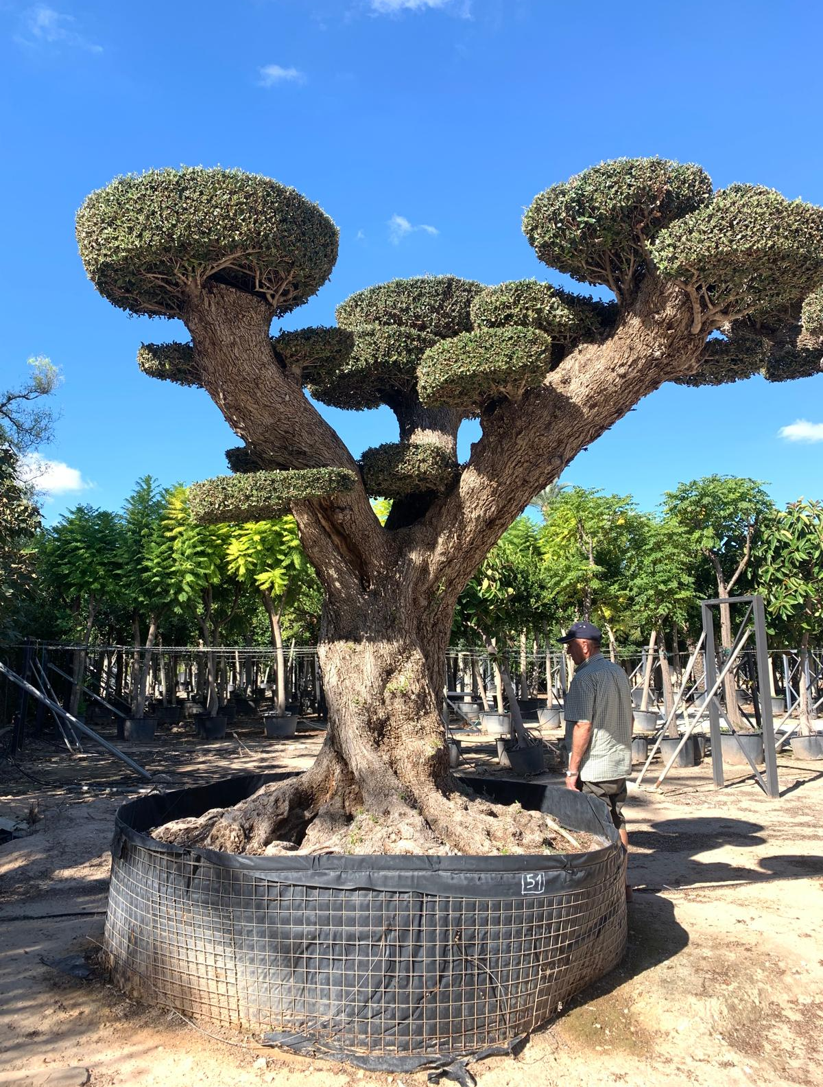 B - OL EU 51 Olea Europaea Topiary Clouds