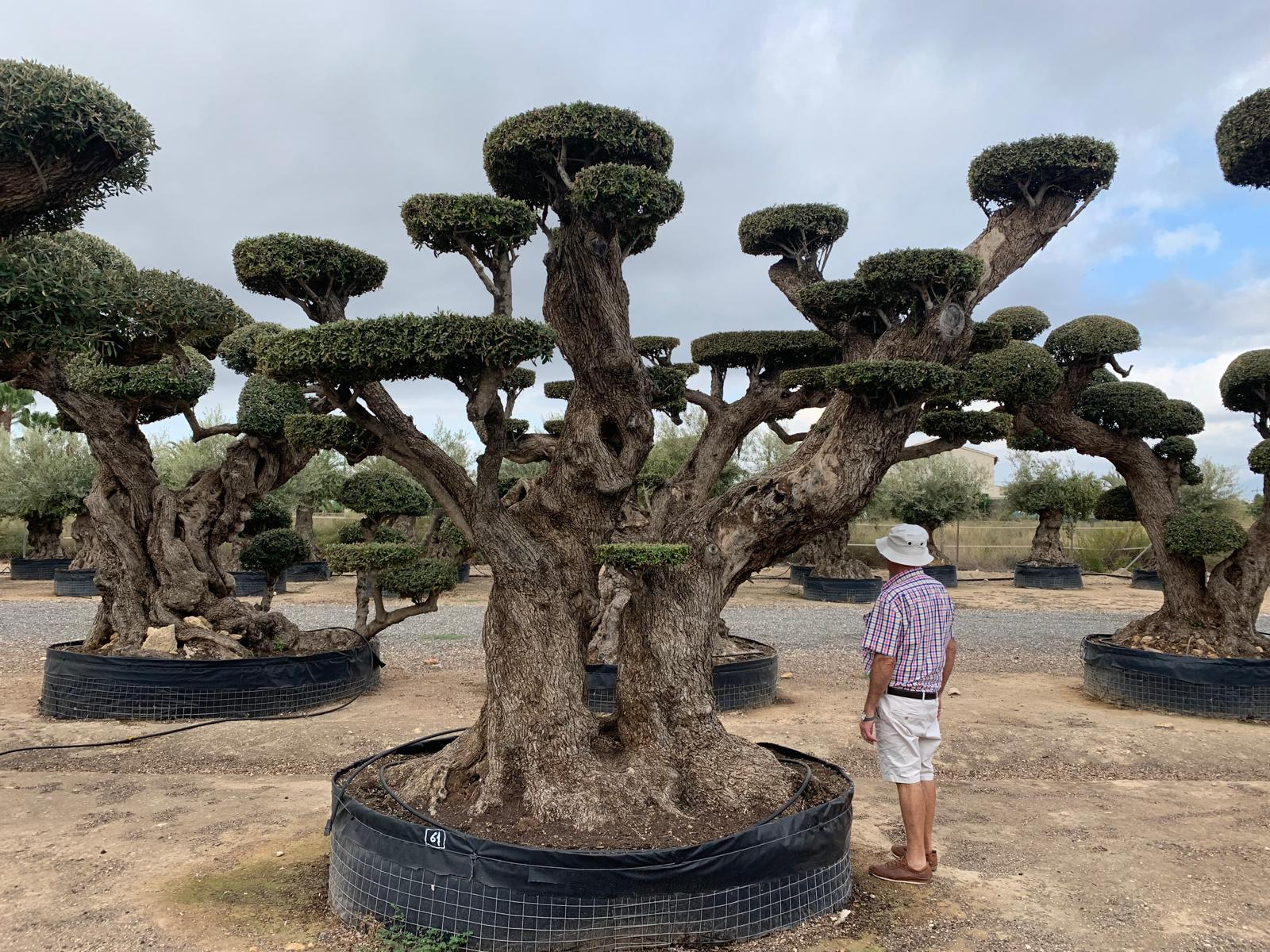 A - OL EU 61 Olea Europaea Topiary Clouds