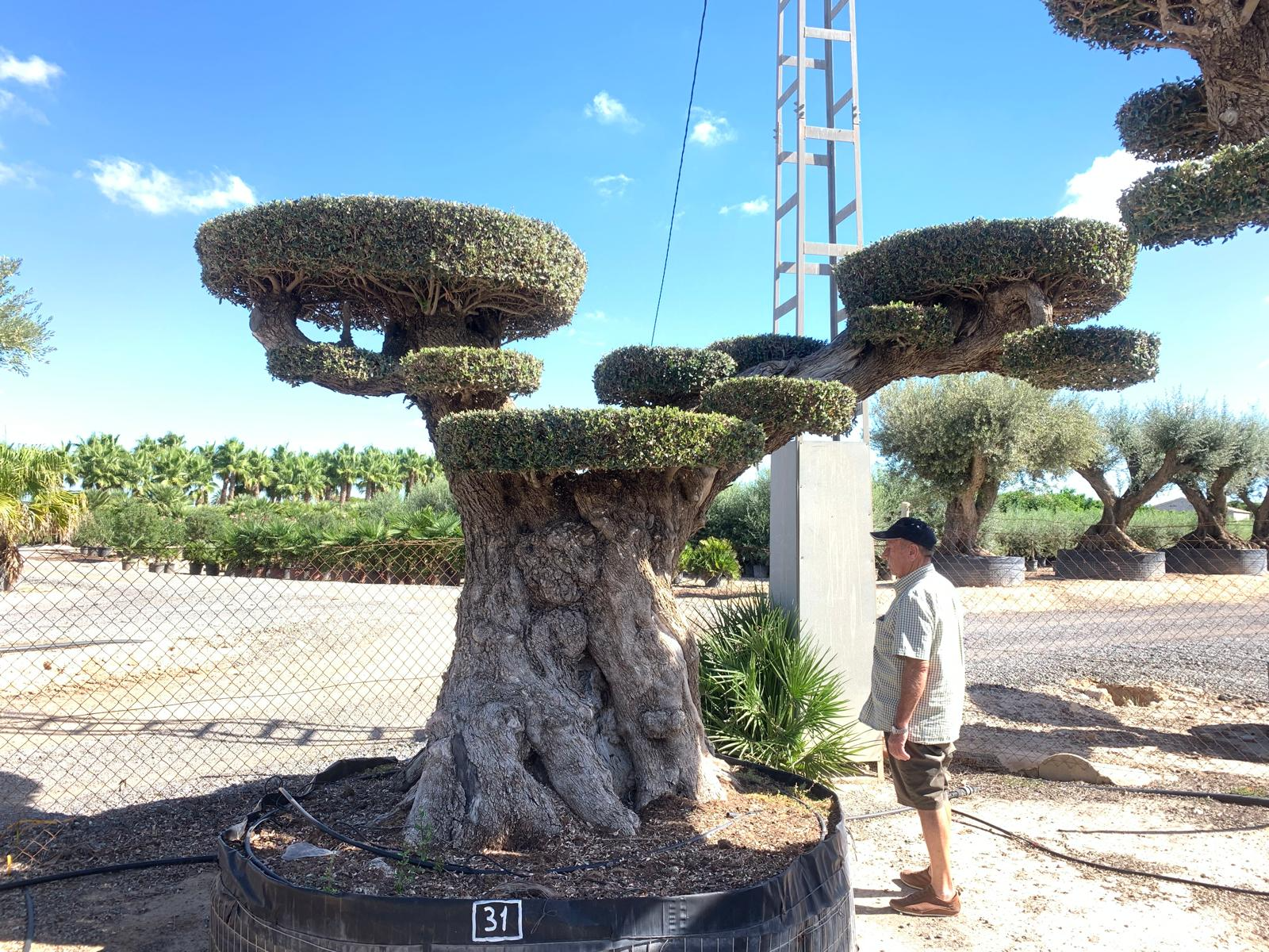 A - OL EU 31 Olea Europaea Topiary Clouds
