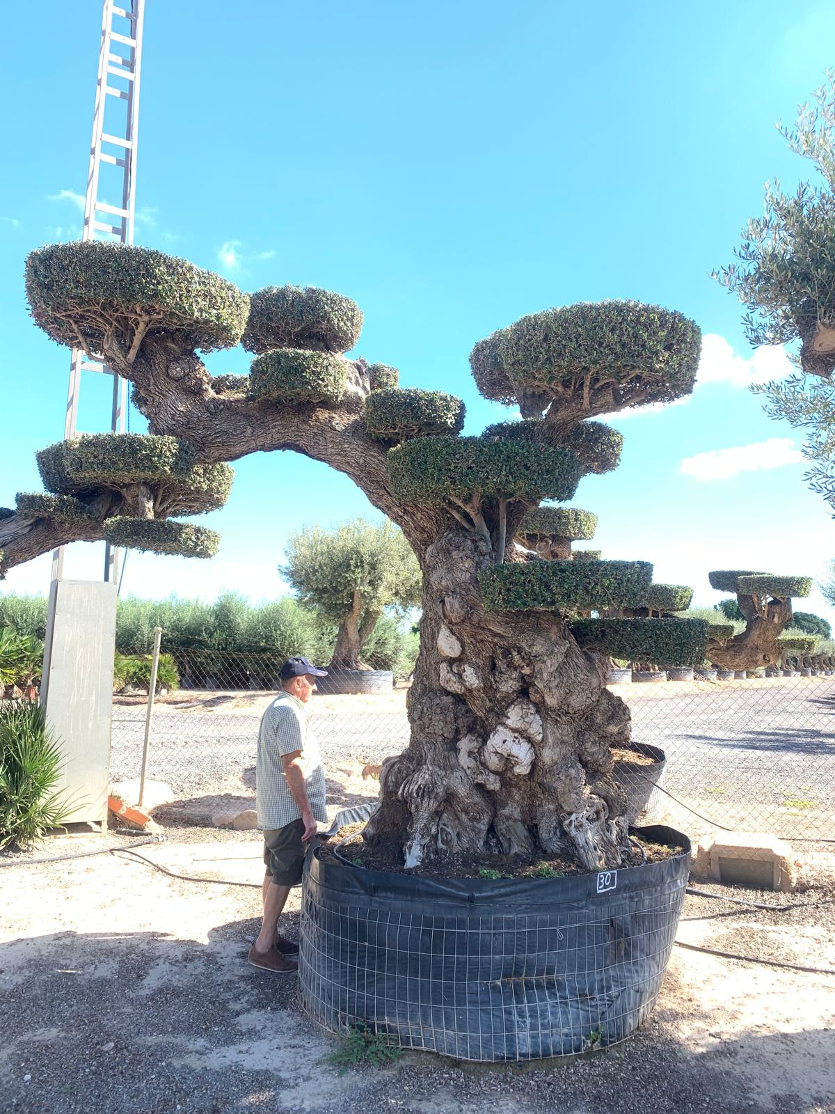 A - OL EU 30 Olea Europaea Topiary Clouds