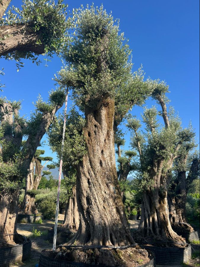 D - Olea Europaea Pom Pom Tall - 7M