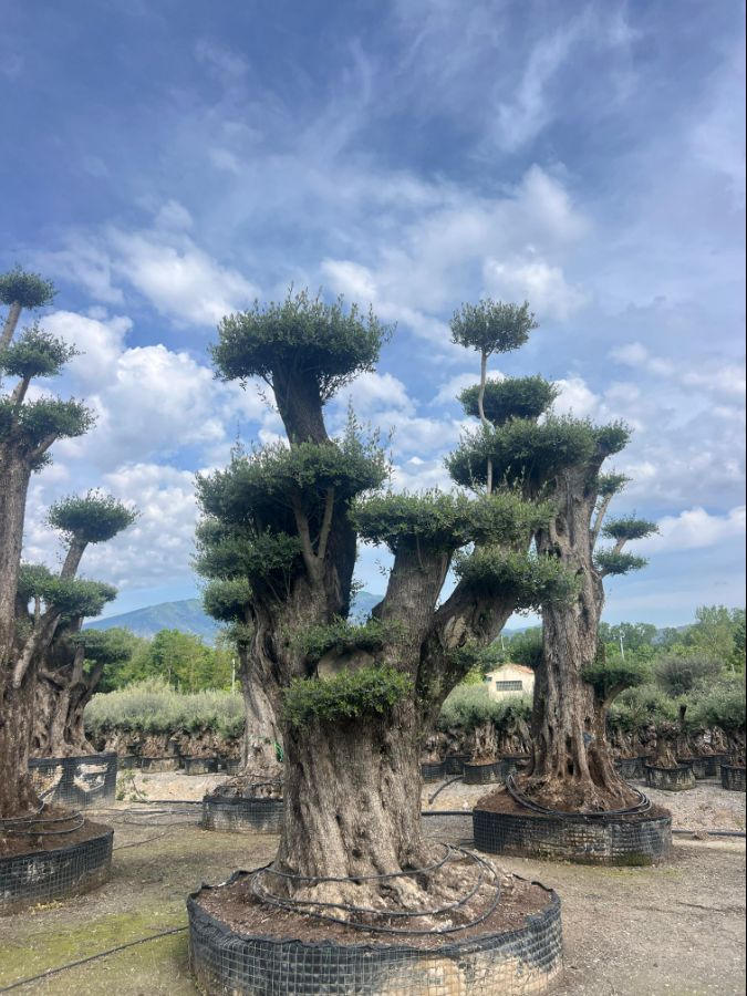D - Olea Europaea Pom Pom Tall - 7M