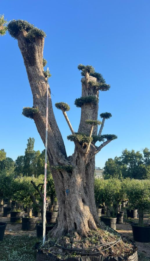 D - Olea Europaea Pom Pom Tall - 7/8M