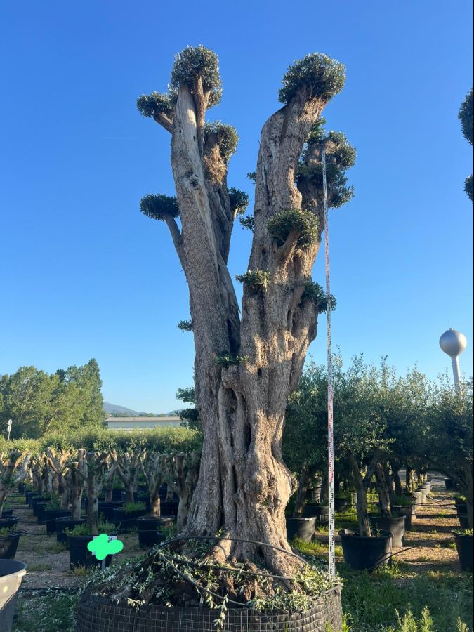 D - Olea Europaea Pom Pom Tall - 6M