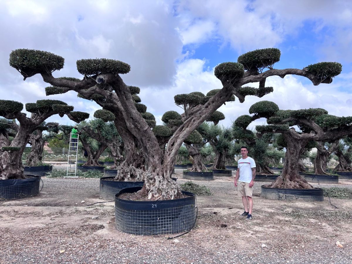 OL EU 24 Olea Europaea Topiary Cloud