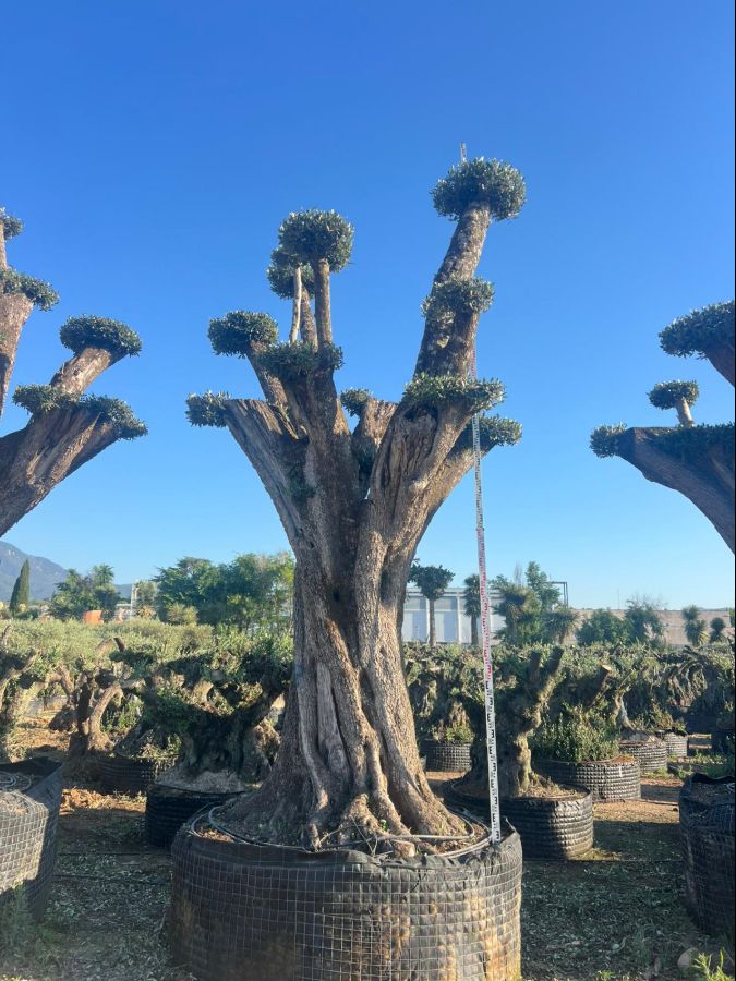 D - Olea Europaea Pom Pom Tall - 4,8M