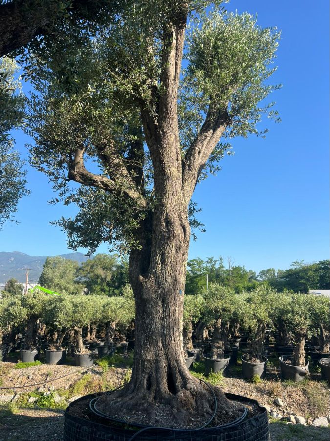 D - Olea Europaea Tall - 7M