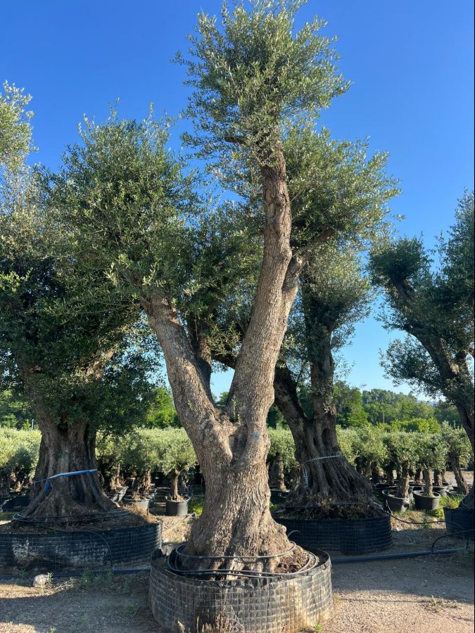 D - Olea Europaea Tall - 7m