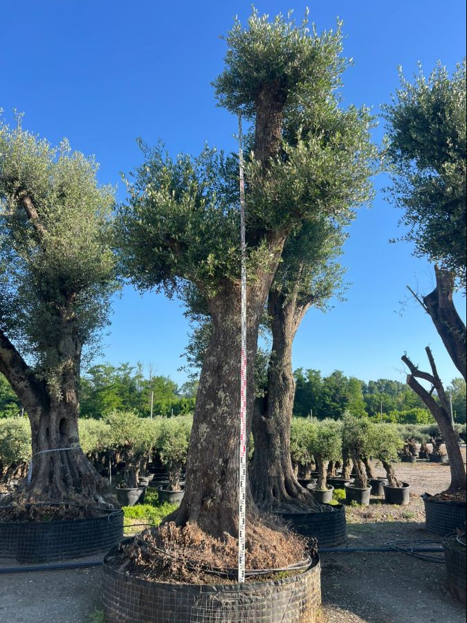 D - Olea Europaea Tall - 6m