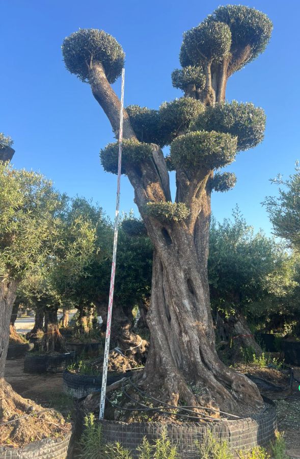 D - Olea Europaea Pom Pom Tall - 7m