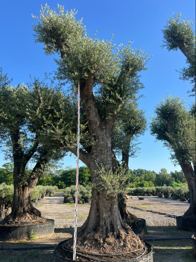 D - Olea Europaea Pom Pom Tall - 6M
