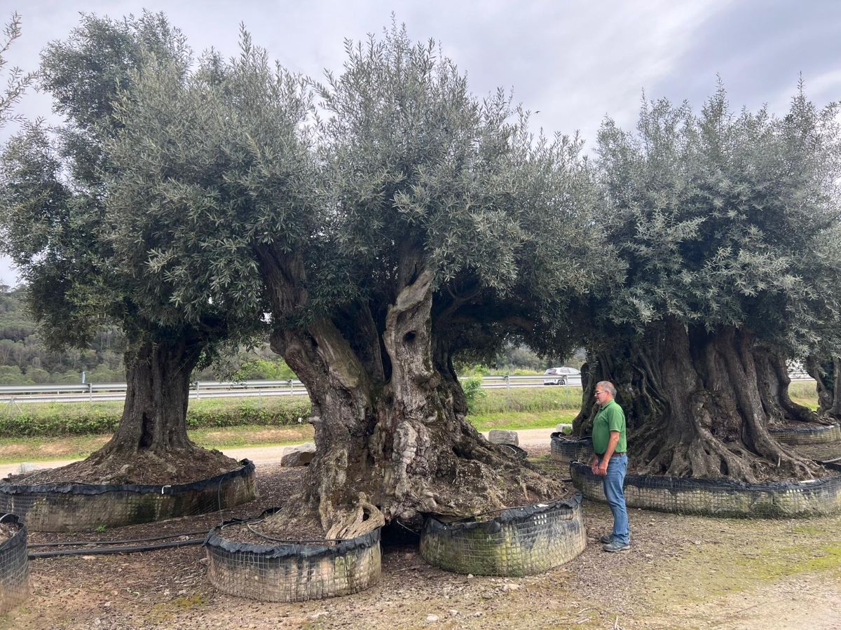 P - OL EU 31 Olea Europaea Millenary Massive - Netting