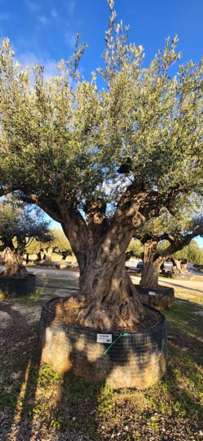 OL EU 982 Olea Europaea Millenary Massive - Netting