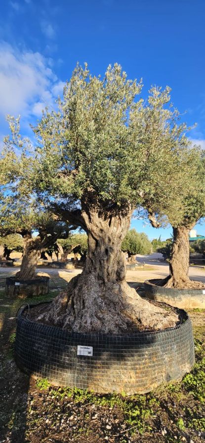 OL EU 981 Olea Europaea Millenary Massive - Netting