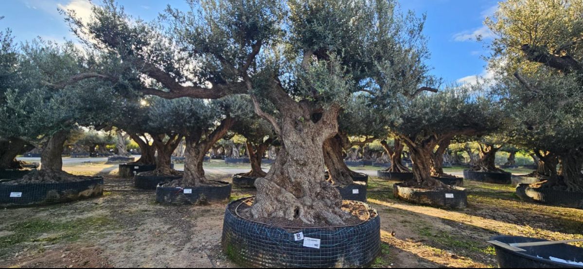 OL EU 968 Olea Europaea Millenary Massive - Netting