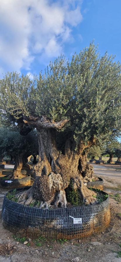 OL EU 780 Olea Europaea Millenary Massive - Netting