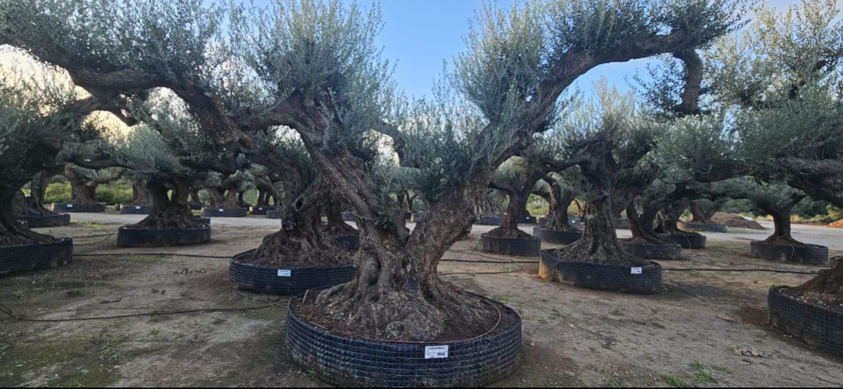 OL EU 684 Olea Europaea Millenary Massive - Netting