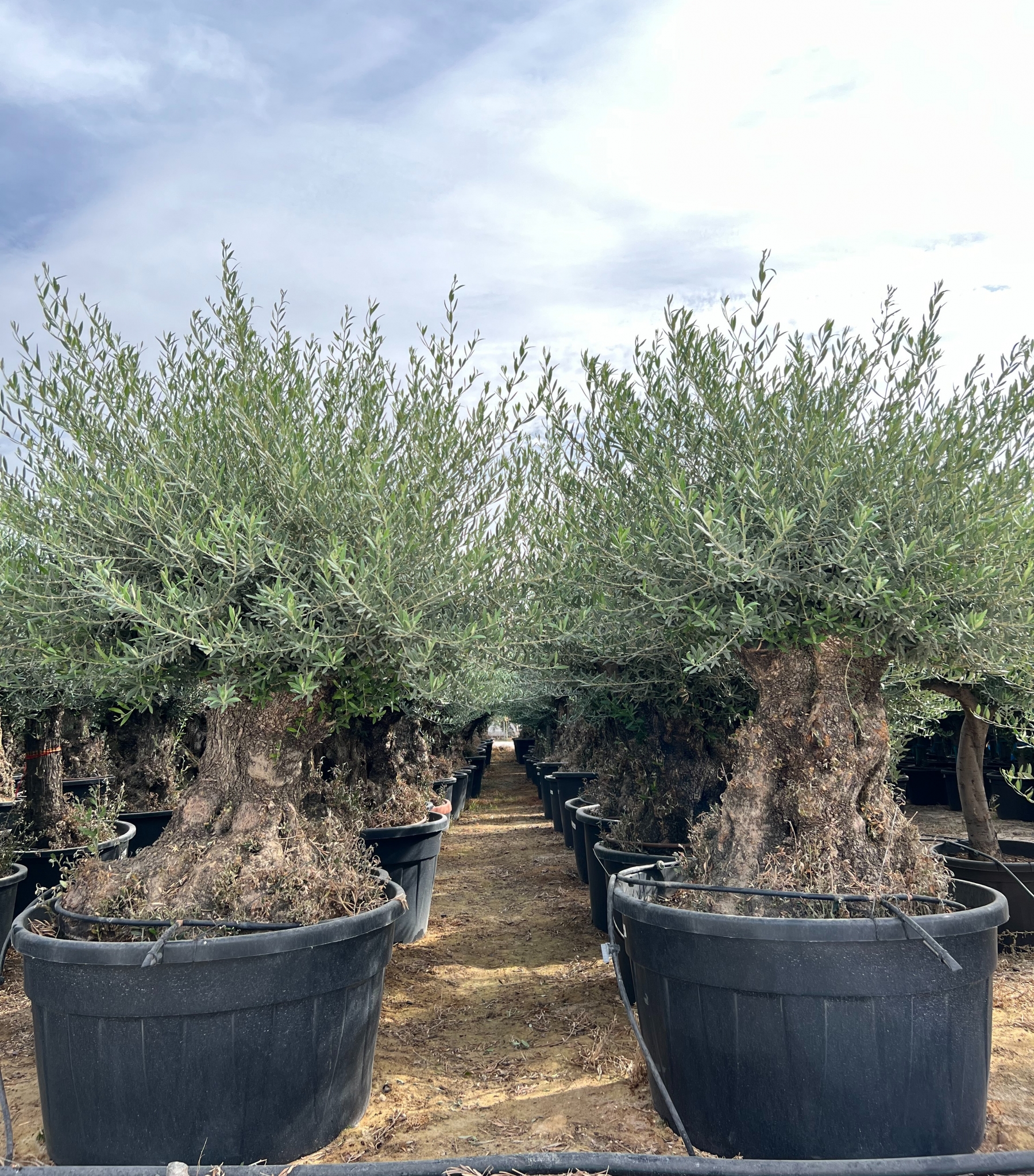 H - OL EU 17 Olea Europaea Bonsai - 120/160 - 375L